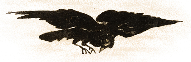Crow 